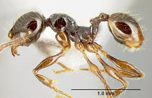 Pheidole picobarva specimen CASENT0610060 image casent0610060_3