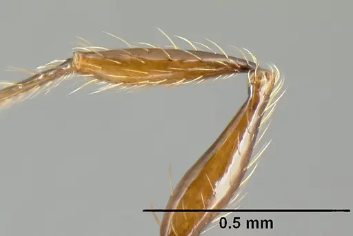 Pheidole picobarva specimen CASENT0610060 image casent0610060_4