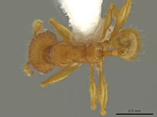 Pheidole pidax specimen CASENT0645854 image casent0645854_1