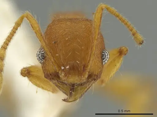 Pheidole pidax specimen CASENT0645854 image casent0645854_2