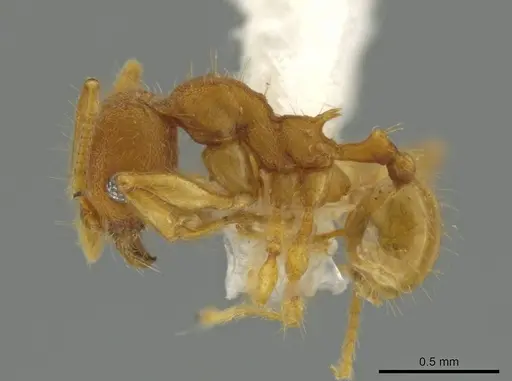 Pheidole pidax specimen CASENT0645854 image casent0645854_3