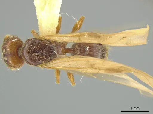 Pheidole pidax specimen JTLC000016494 image jtlc000016494_1