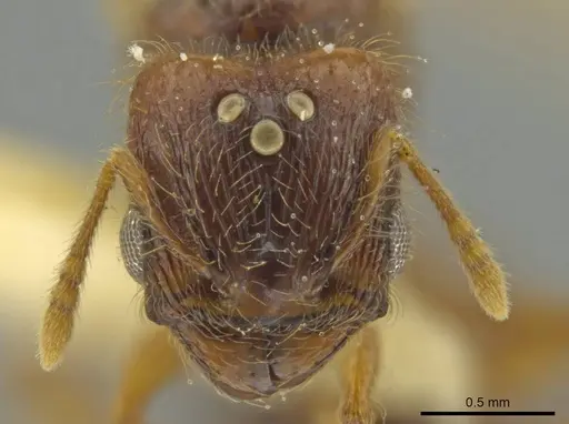 Pheidole pidax specimen JTLC000016494 image jtlc000016494_2