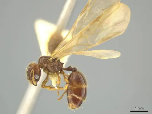 Pheidole pidax specimen JTLC000016494 image jtlc000016494_3