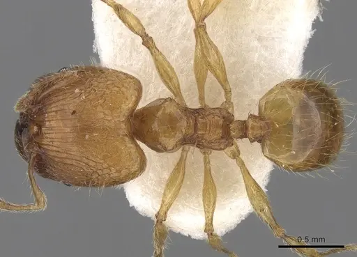 Pheidole pieli specimen CASENT0281693 image casent0281693_1