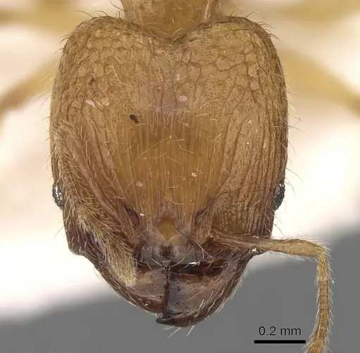 Pheidole pieli specimen CASENT0281693 image casent0281693_2
