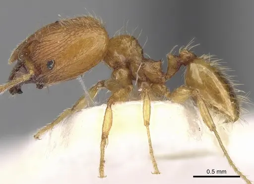 Pheidole pieli specimen CASENT0281693 image casent0281693_3