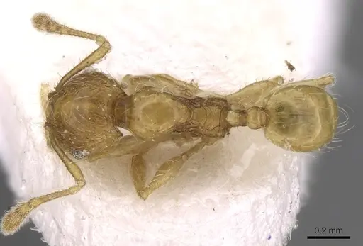 Pheidole pieli specimen CASENT0281694 image casent0281694_1