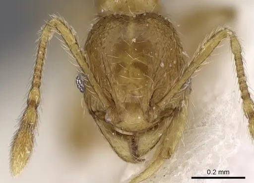 Pheidole pieli specimen CASENT0281694 image casent0281694_2