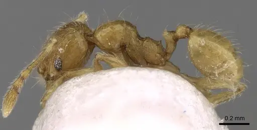 Pheidole pieli specimen CASENT0281694 image casent0281694_3