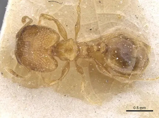 Pheidole pieli specimen CASENT0913392 image casent0913392_1