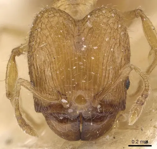 Pheidole pieli specimen CASENT0913392 image casent0913392_2