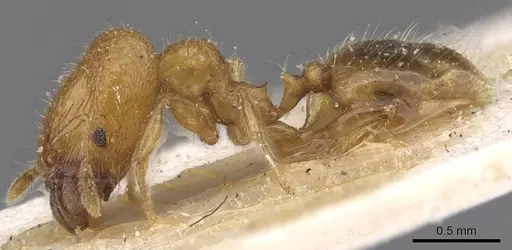 Pheidole pieli specimen CASENT0913392 image casent0913392_3