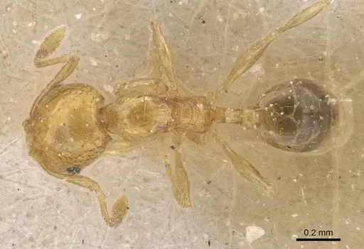 Pheidole pieli specimen CASENT0913393 image casent0913393_1