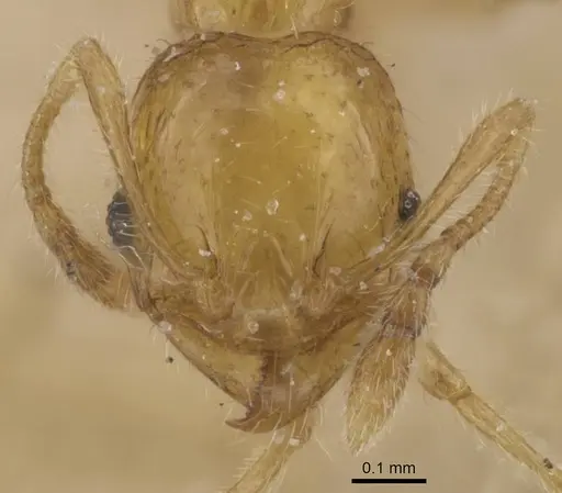 Pheidole pieli specimen CASENT0913393 image casent0913393_2