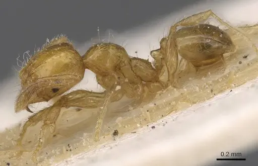 Pheidole pieli specimen CASENT0913393 image casent0913393_3
