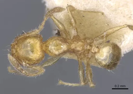 Pheidole pieli specimen CASENT0916953 image casent0916953_1
