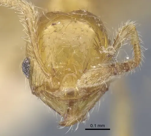 Pheidole pieli specimen CASENT0916953 image casent0916953_2
