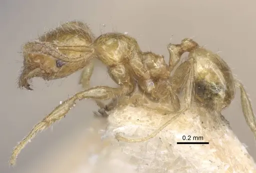 Pheidole pieli specimen CASENT0916953 image casent0916953_3