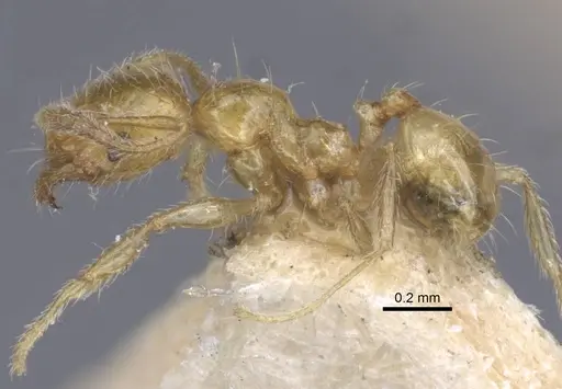 Pheidole pieli specimen CASENT0916953 image casent0916953_4