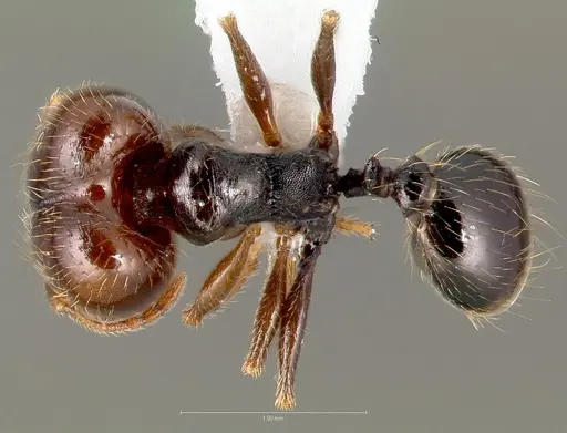 Pheidole pilifera specimen CASENT0005761 image casent0005761_1