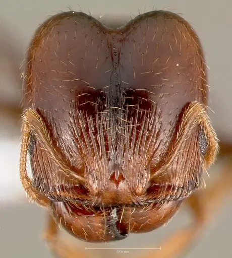 Pheidole pilifera specimen CASENT0005761 image casent0005761_2