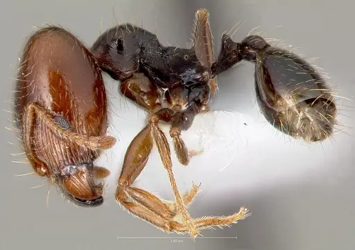 Pheidole pilifera specimen CASENT0005761 image casent0005761_3