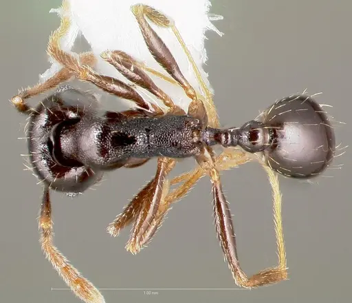 Pheidole pilifera specimen CASENT0005762 image casent0005762_1