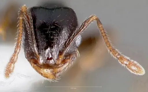 Pheidole pilifera specimen CASENT0005762 image casent0005762_2