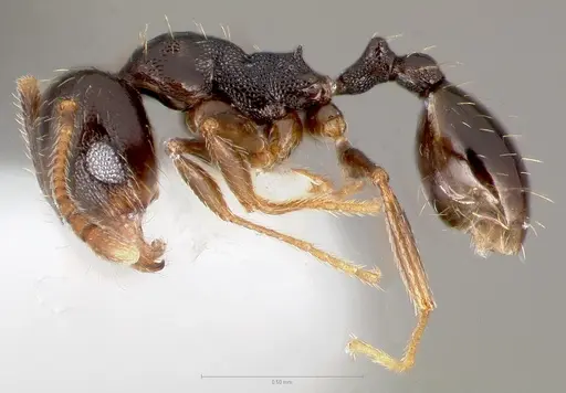 Pheidole pilifera specimen CASENT0005762 image casent0005762_3