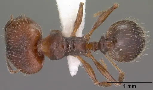 Pheidole pilifera specimen CASENT0102866 image casent0102866_1