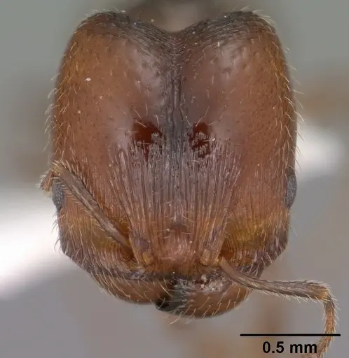 Pheidole pilifera specimen CASENT0102866 image casent0102866_2