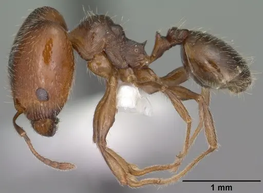 Pheidole pilifera specimen CASENT0102866 image casent0102866_3