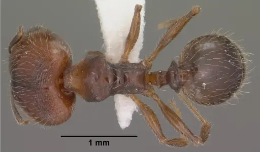 Pheidole pilifera specimen CASENT0102867 image casent0102867_1