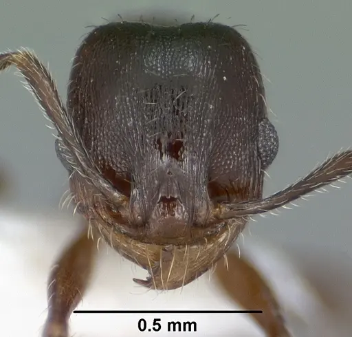Pheidole pilifera specimen CASENT0102867 image casent0102867_2