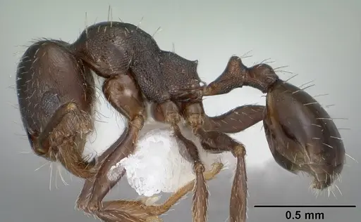 Pheidole pilifera specimen CASENT0102867 image casent0102867_3