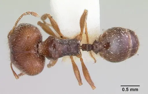 Pheidole pilifera specimen CASENT0103146 image casent0103146_1