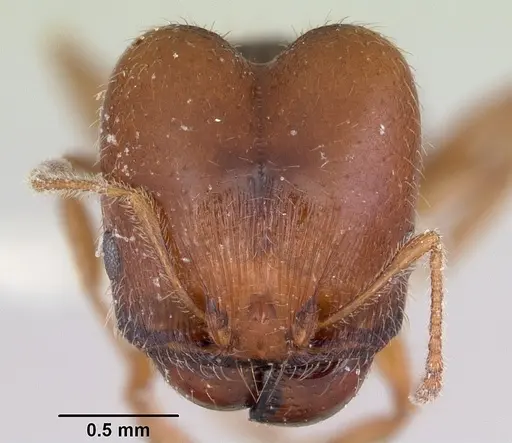 Pheidole pilifera specimen CASENT0103146 image casent0103146_2