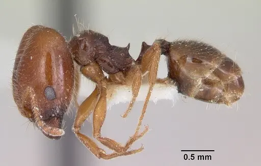 Pheidole pilifera specimen CASENT0103146 image casent0103146_3