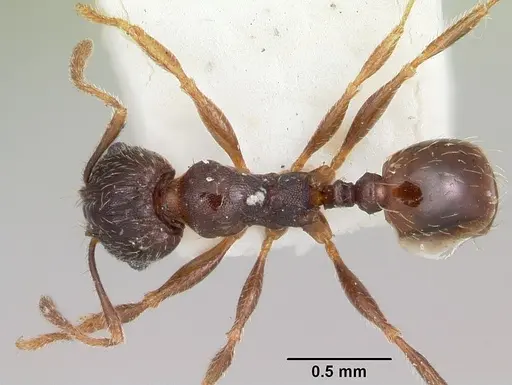 Pheidole pilifera specimen CASENT0103147 image casent0103147_1