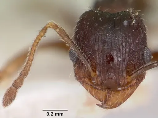 Pheidole pilifera specimen CASENT0103147 image casent0103147_2
