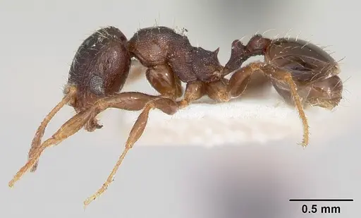 Pheidole pilifera specimen CASENT0103147 image casent0103147_3