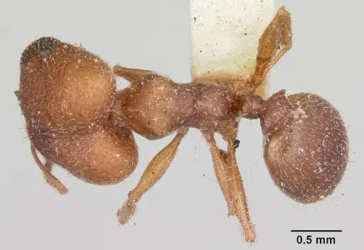 Pheidole pilifera specimen CASENT0103148 image casent0103148_1
