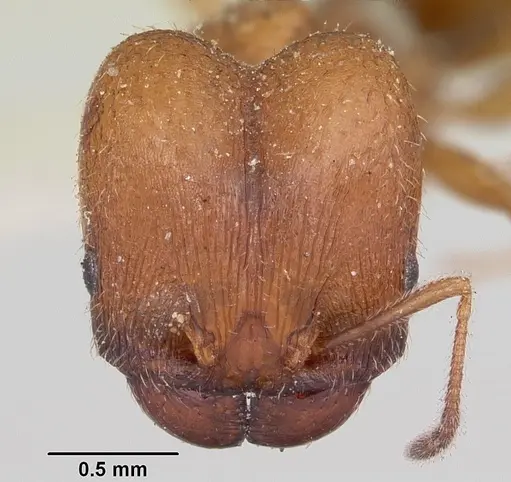 Pheidole pilifera specimen CASENT0103148 image casent0103148_2