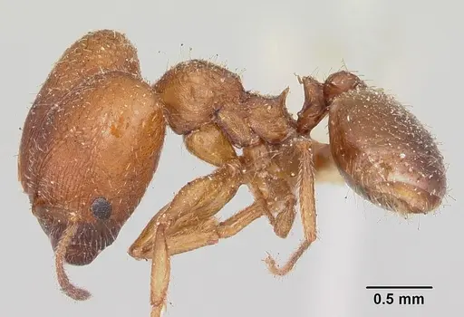 Pheidole pilifera specimen CASENT0103148 image casent0103148_3