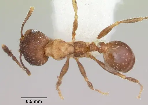 Pheidole pilifera specimen CASENT0103149 image casent0103149_1