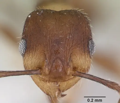 Pheidole pilifera specimen CASENT0103149 image casent0103149_2