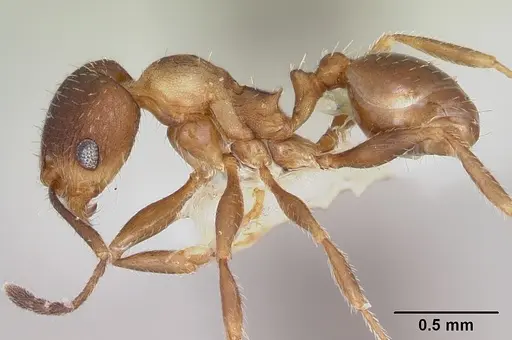 Pheidole pilifera specimen CASENT0103149 image casent0103149_3