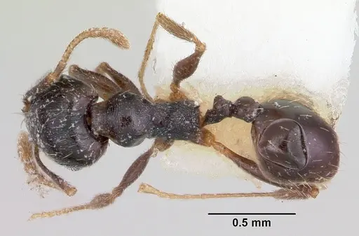 Pheidole pilifera specimen CASENT0104928 image casent0104928_1