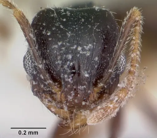 Pheidole pilifera specimen CASENT0104928 image casent0104928_2